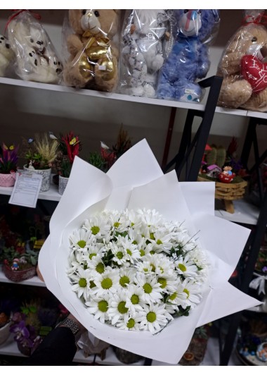Bahar Papatyaları